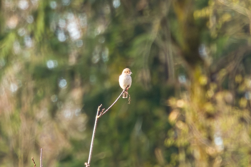 borealvarsler - ML646143641