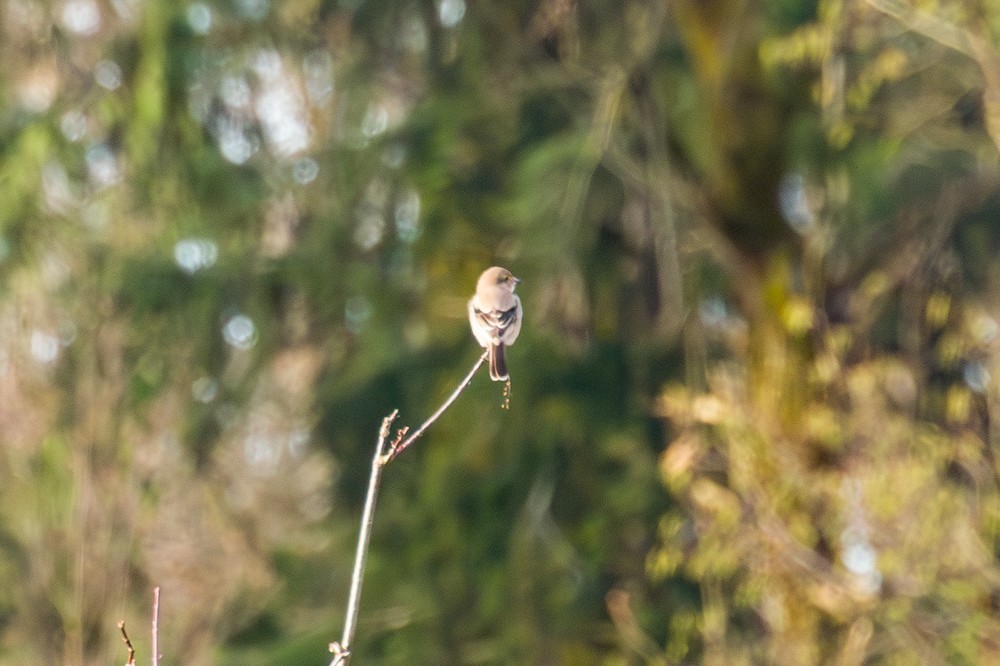 borealvarsler - ML646143642