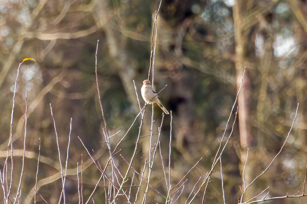 borealvarsler - ML646143643