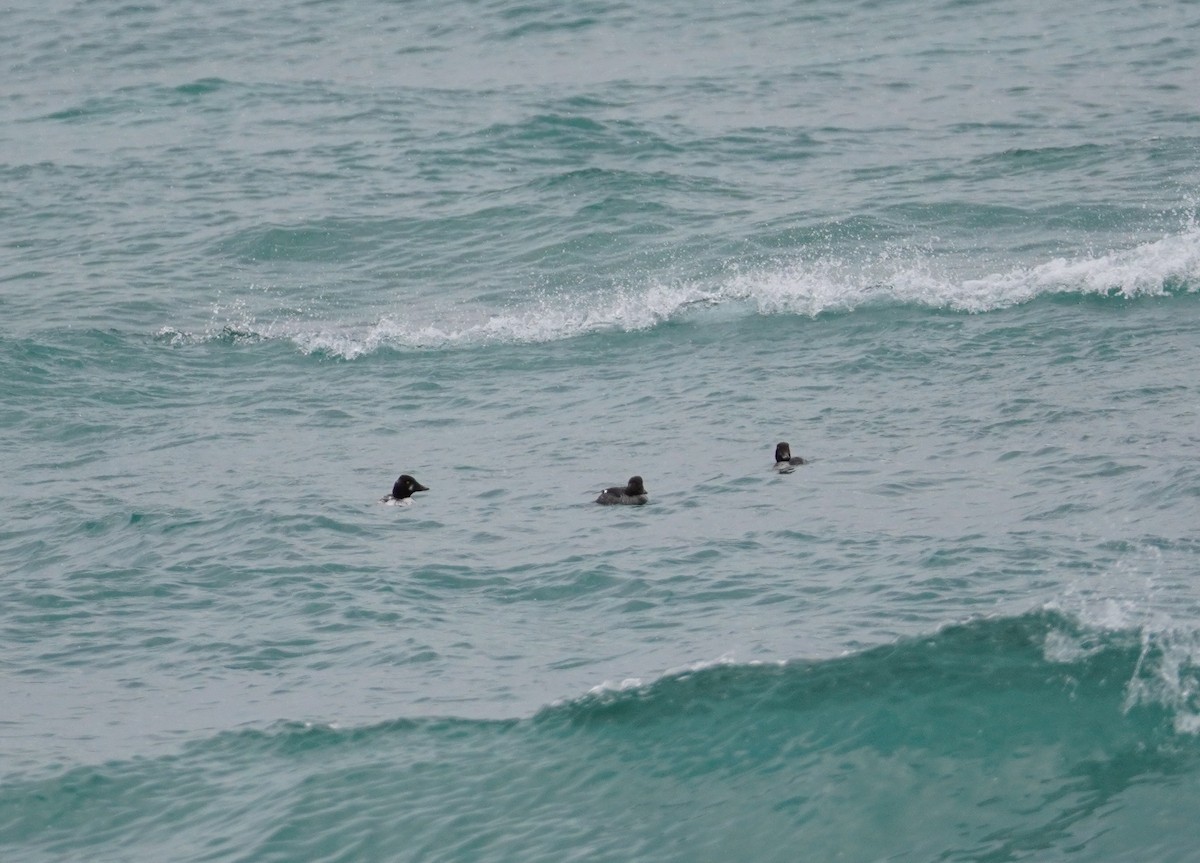 Common Goldeneye - ML646143644