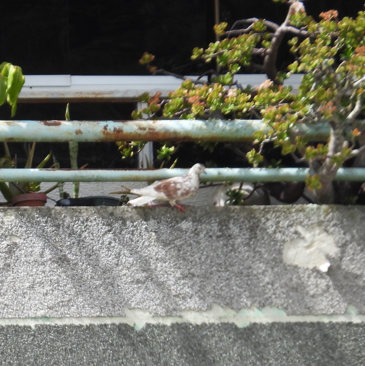 Paloma Bravía (variedad doméstica) - ML646143649