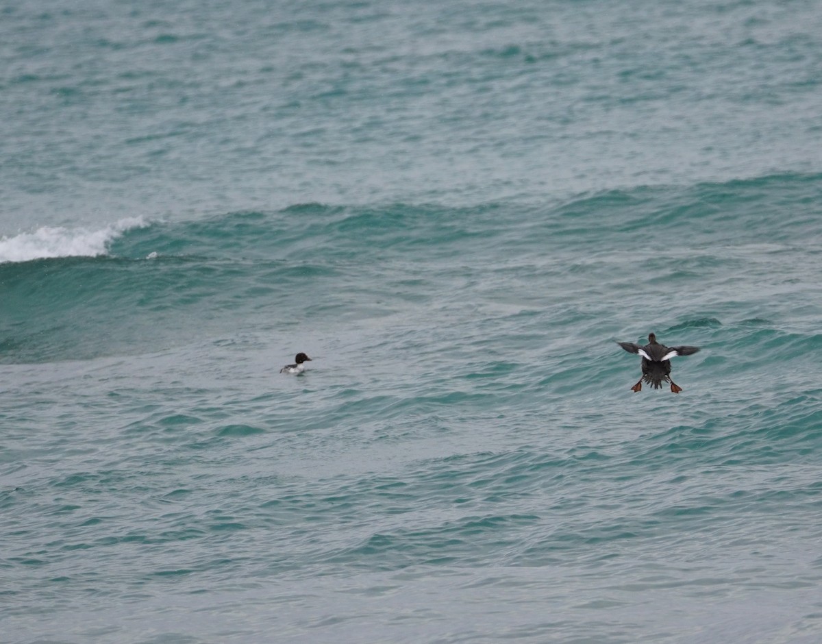 Common Goldeneye - ML646143650