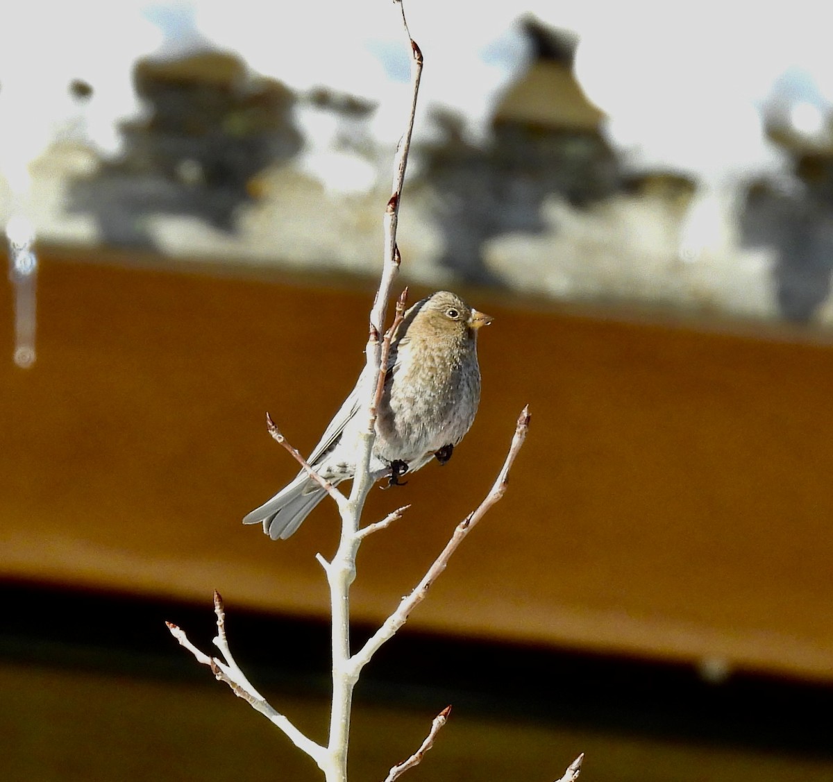 pěnkavice coloradská - ML646143652