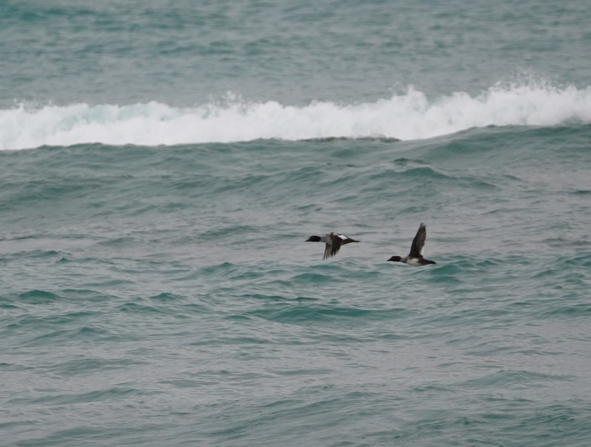 Common Goldeneye - ML646143654
