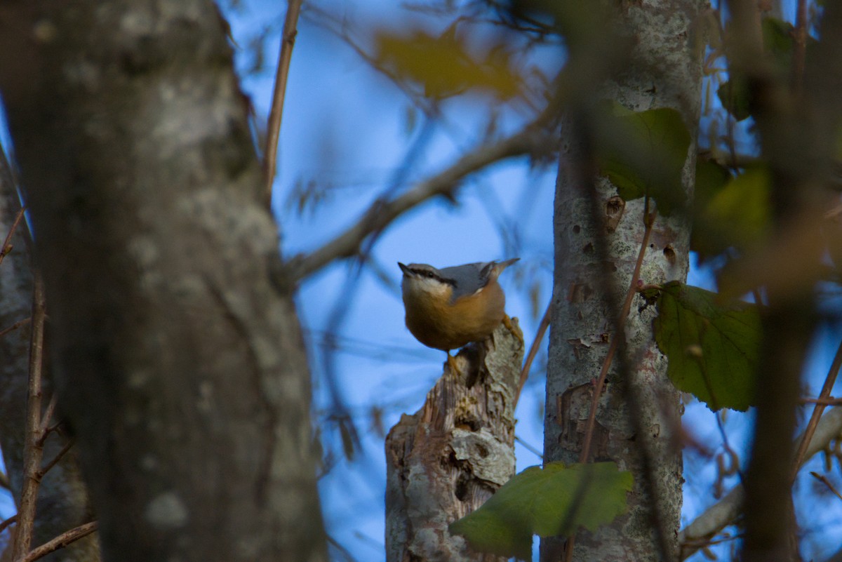 סיטה אירופית - ML646143655