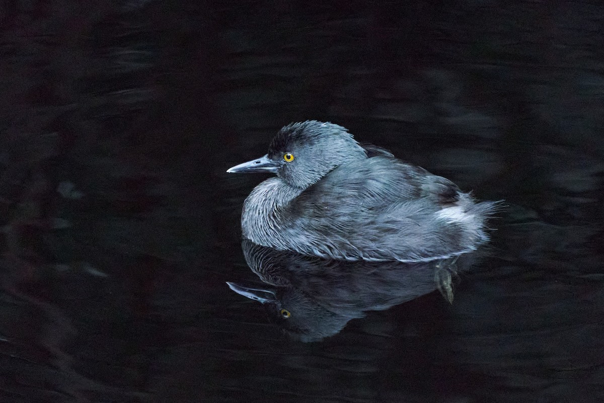 Least Grebe - ML646143660