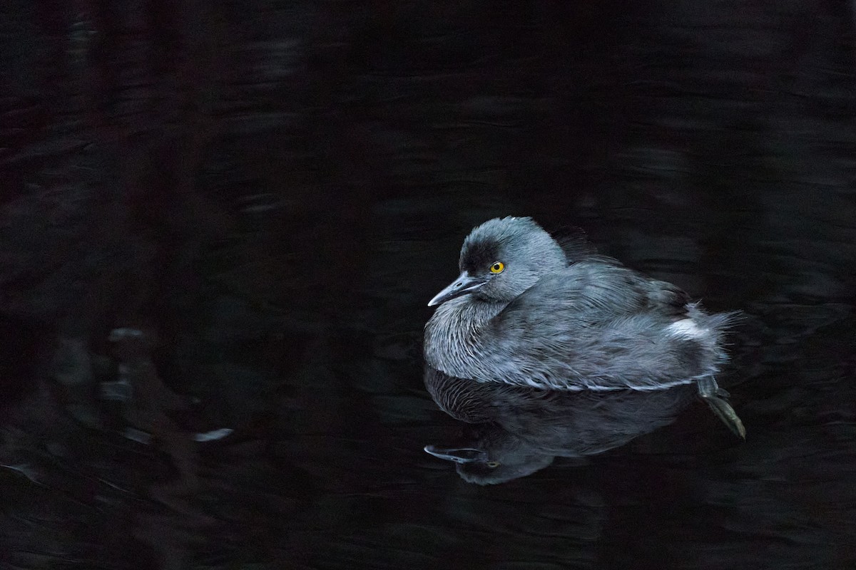 Least Grebe - ML646143661