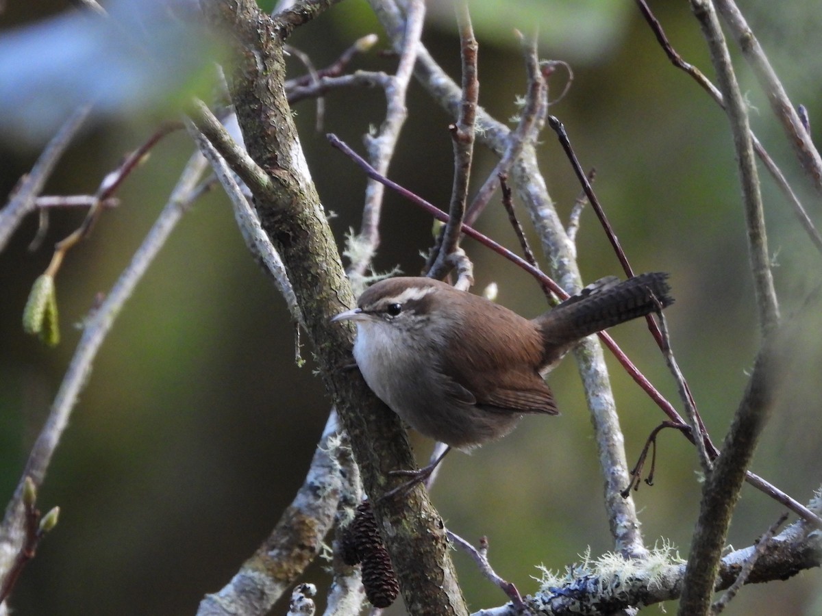 Bewick's Wren - ML646143663