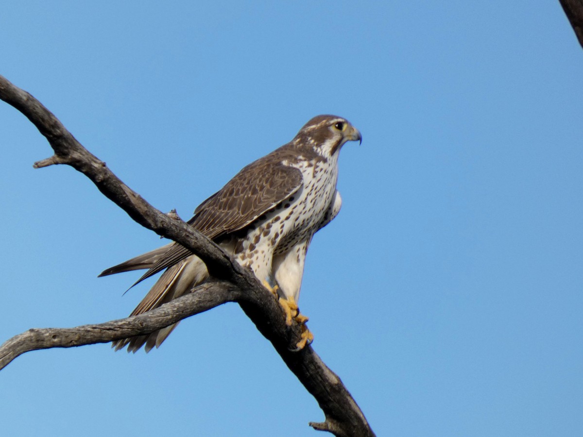 Prairie Falcon - ML646143666