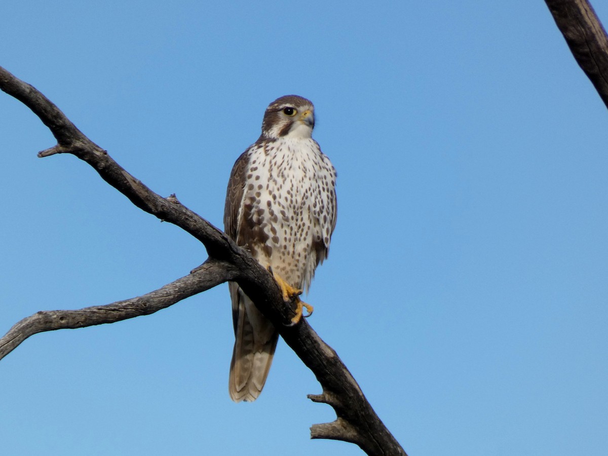 Prairie Falcon - ML646143668