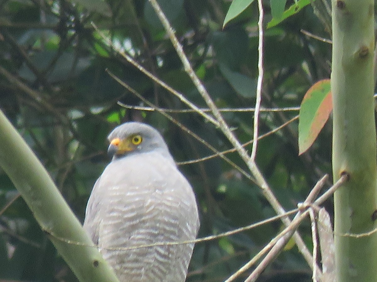 káně krahujová - ML646143672