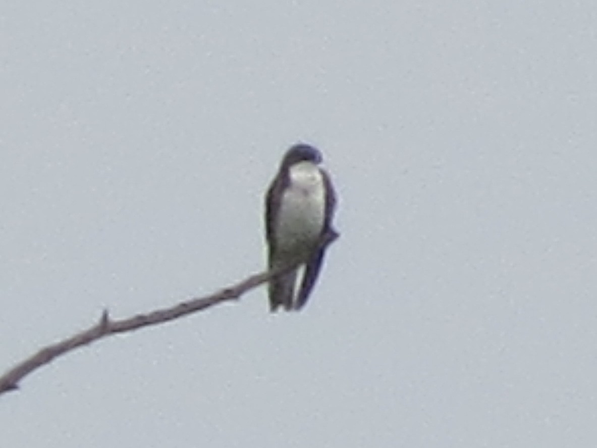 Tree Swallow - ML646143679