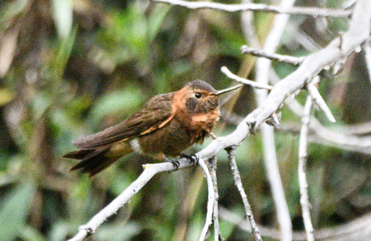 Shining Sunbeam - ML646143680