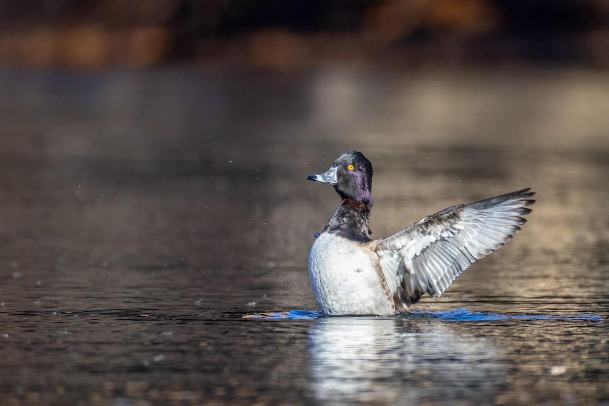 Ring-necked Duck - ML646143686