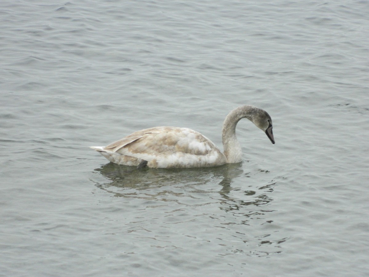 Cigno reale - ML646143687