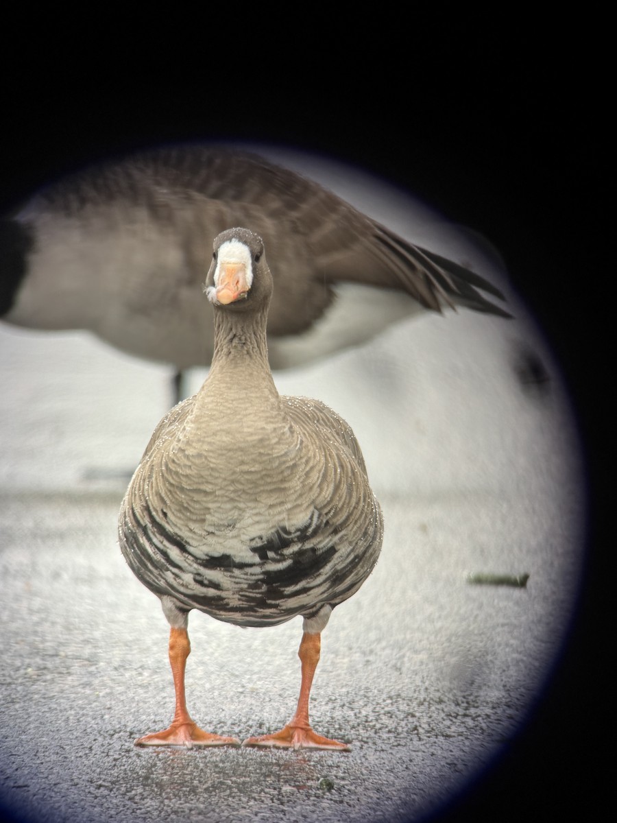 Greater White-fronted Goose - ML646143688