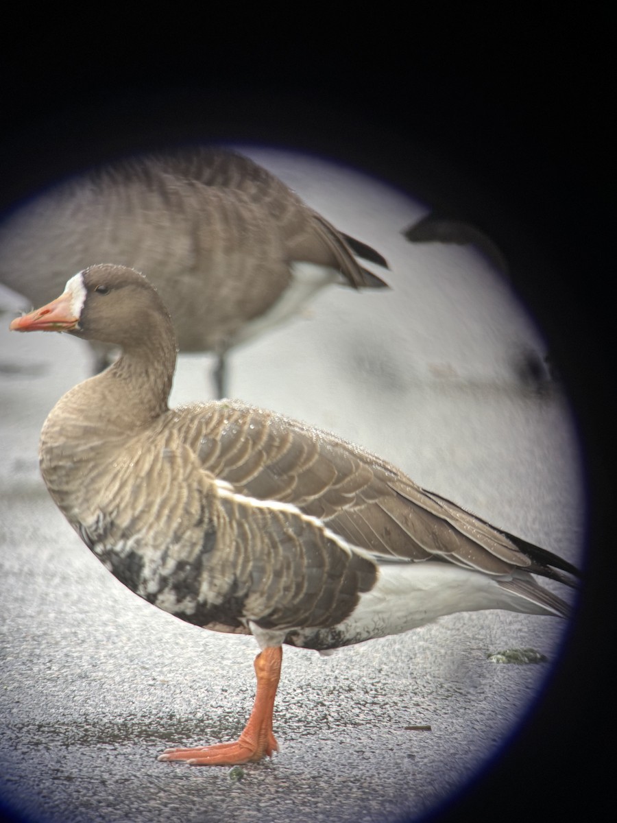 Greater White-fronted Goose - ML646143689
