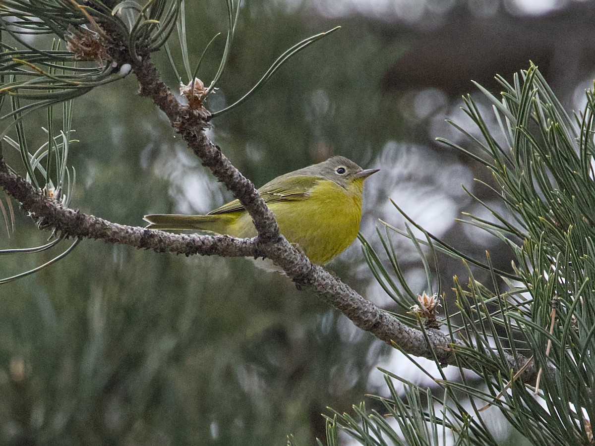 Nashville Warbler - ML646143700