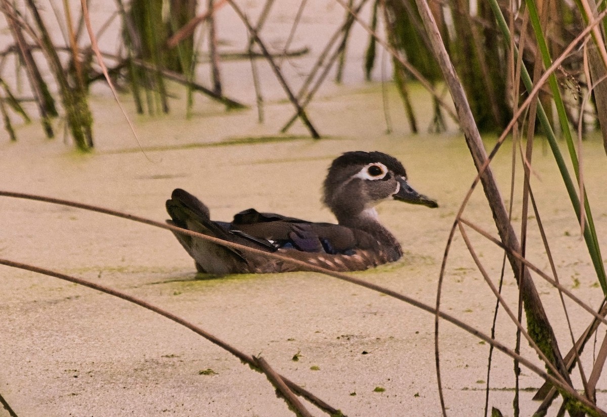 美洲鴛鴦 - ML646143709