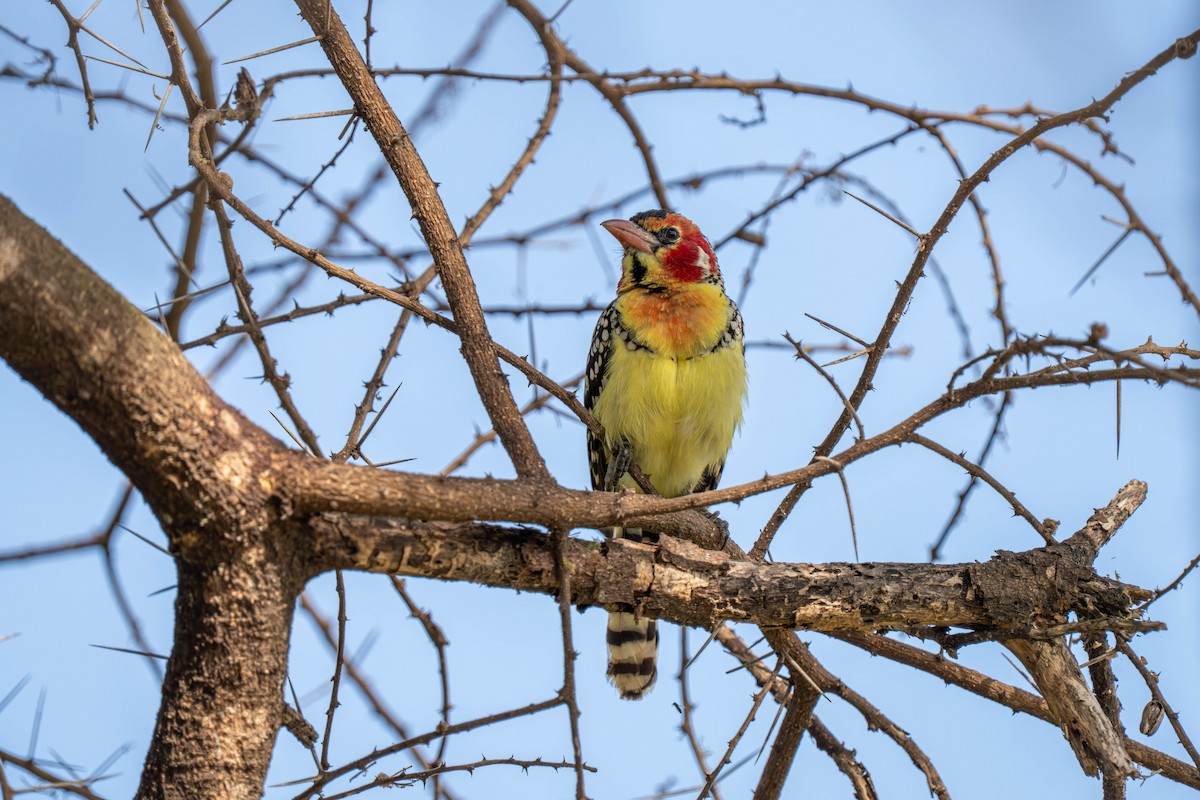 Barbudo Cabecirrojo - ML646143712
