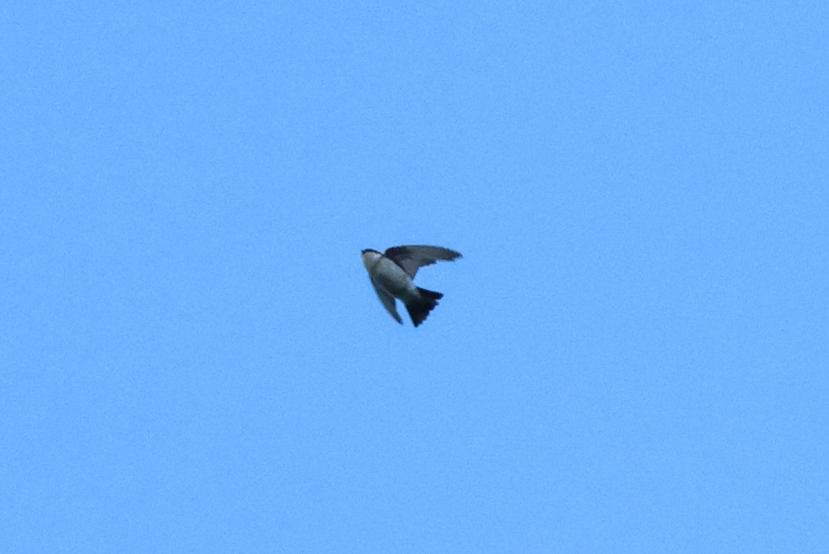 Asian House-Martin - ML646143720