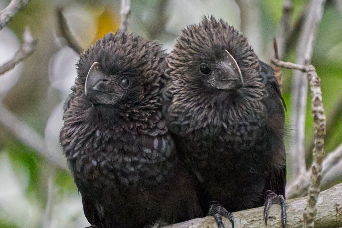 glattnebbani - ML646143726