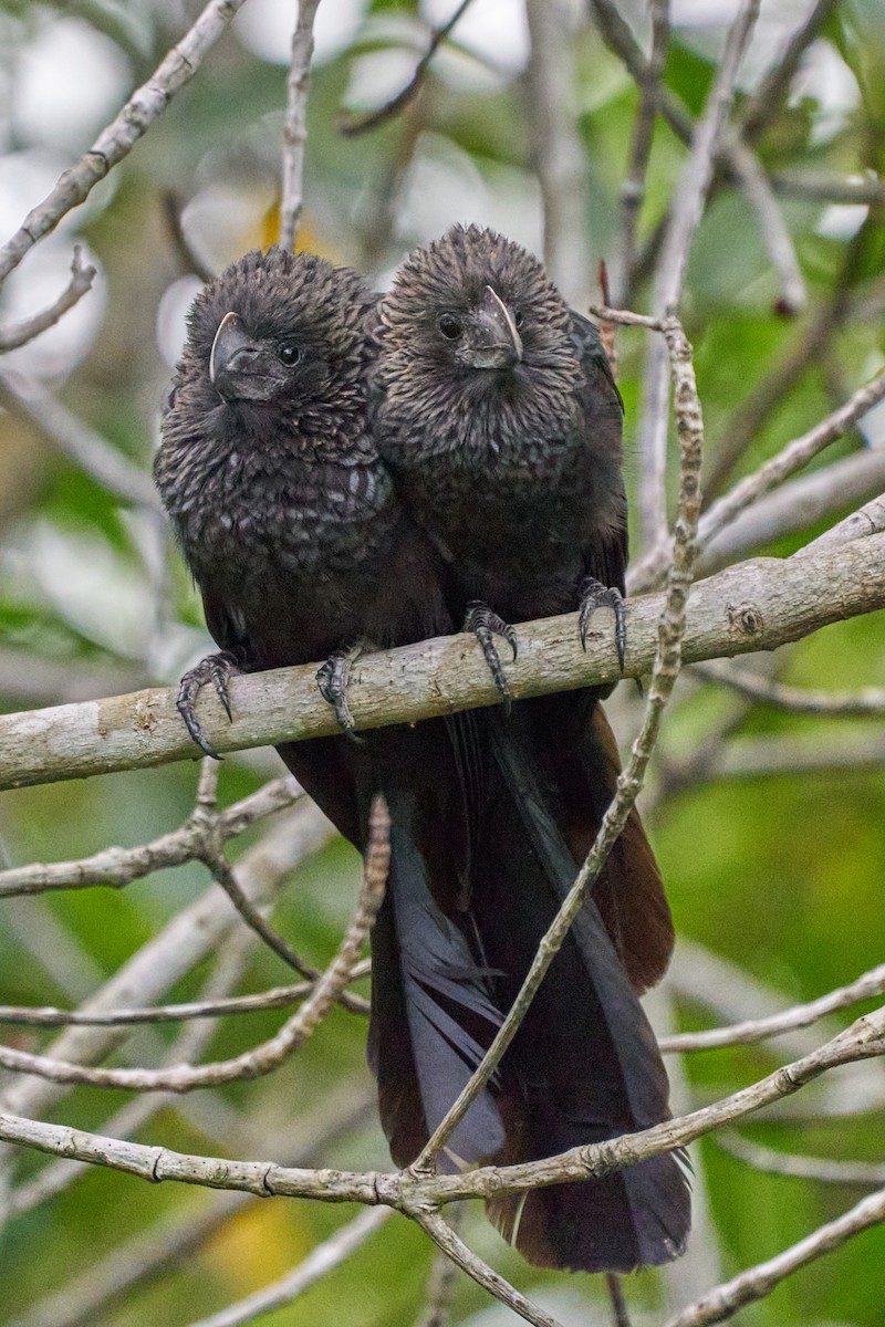 glattnebbani - ML646143727