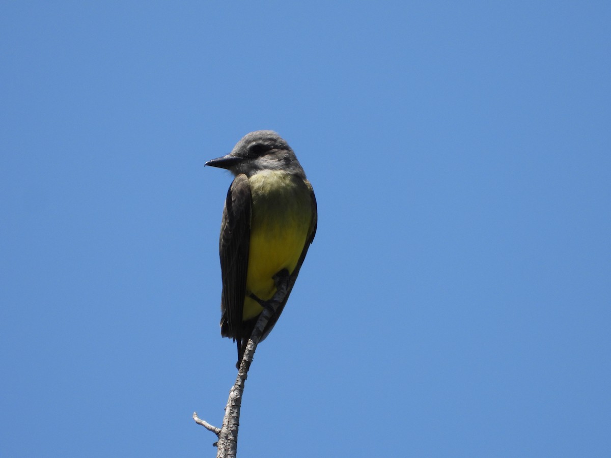 Tropical Kingbird - ML646143728