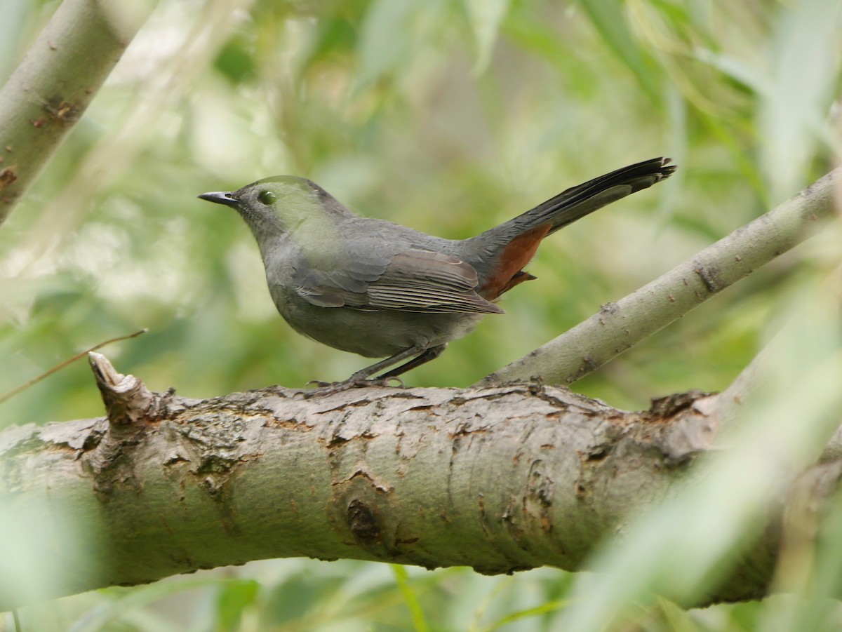 Gray Catbird - ML646143730