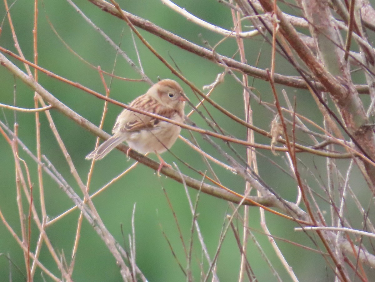 Field Sparrow - ML646143731