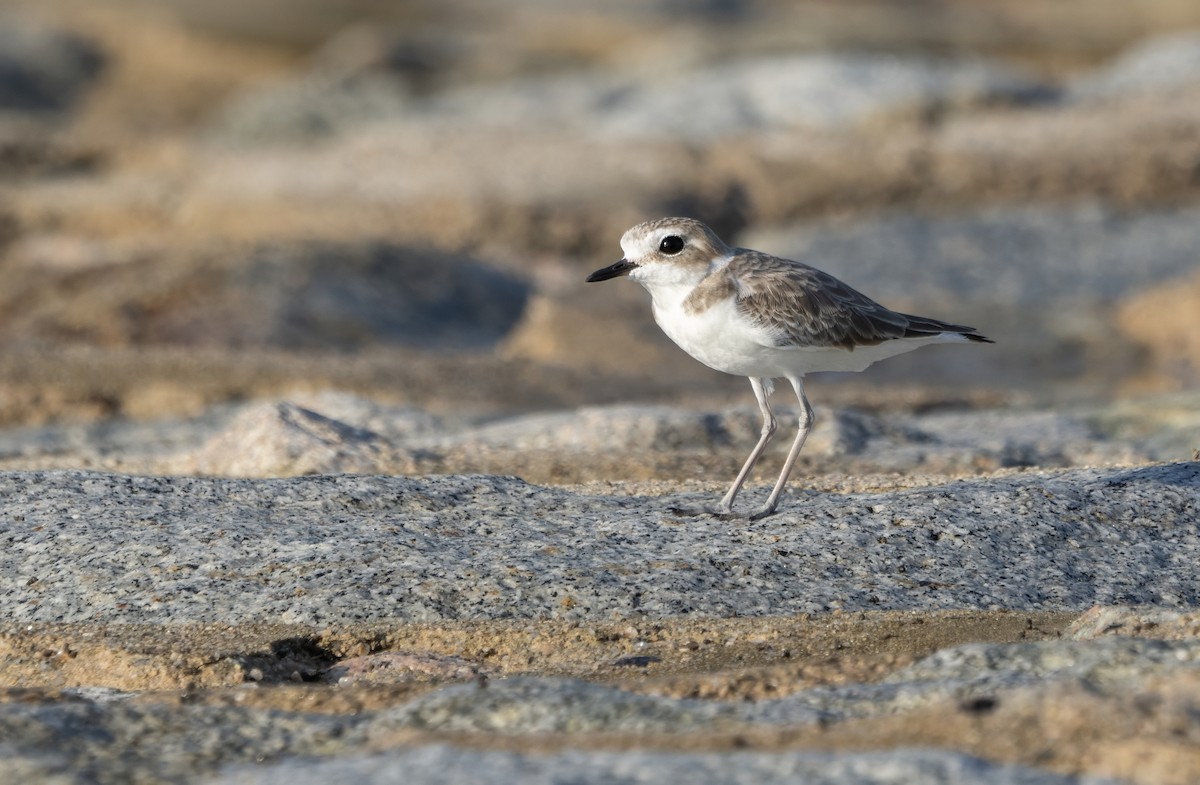 White-faced Plover - ML646143732