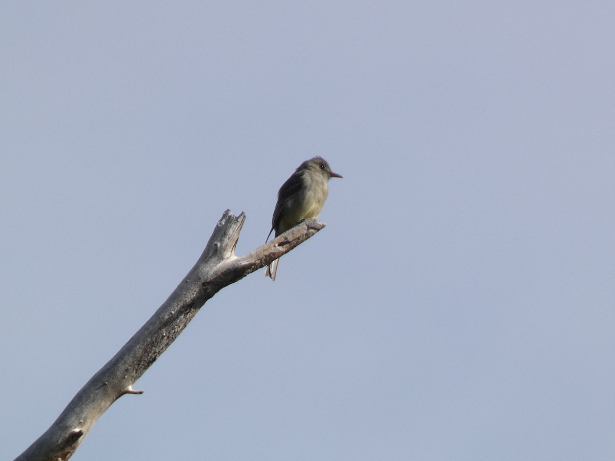 Greater Pewee - ML646143733