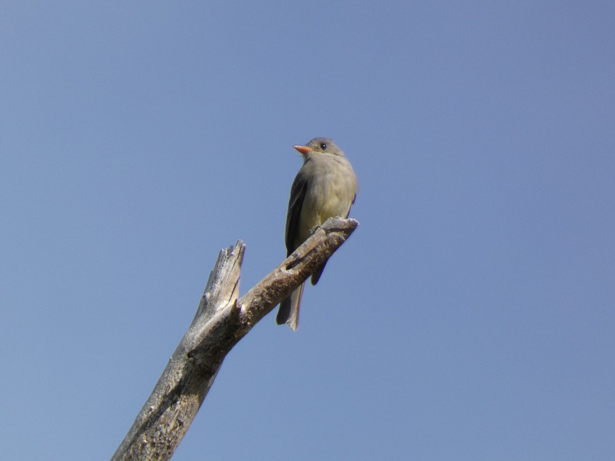 Greater Pewee - ML646143734