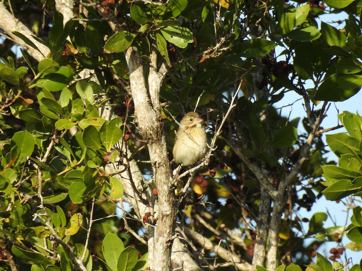Dickcissel - ML646143735