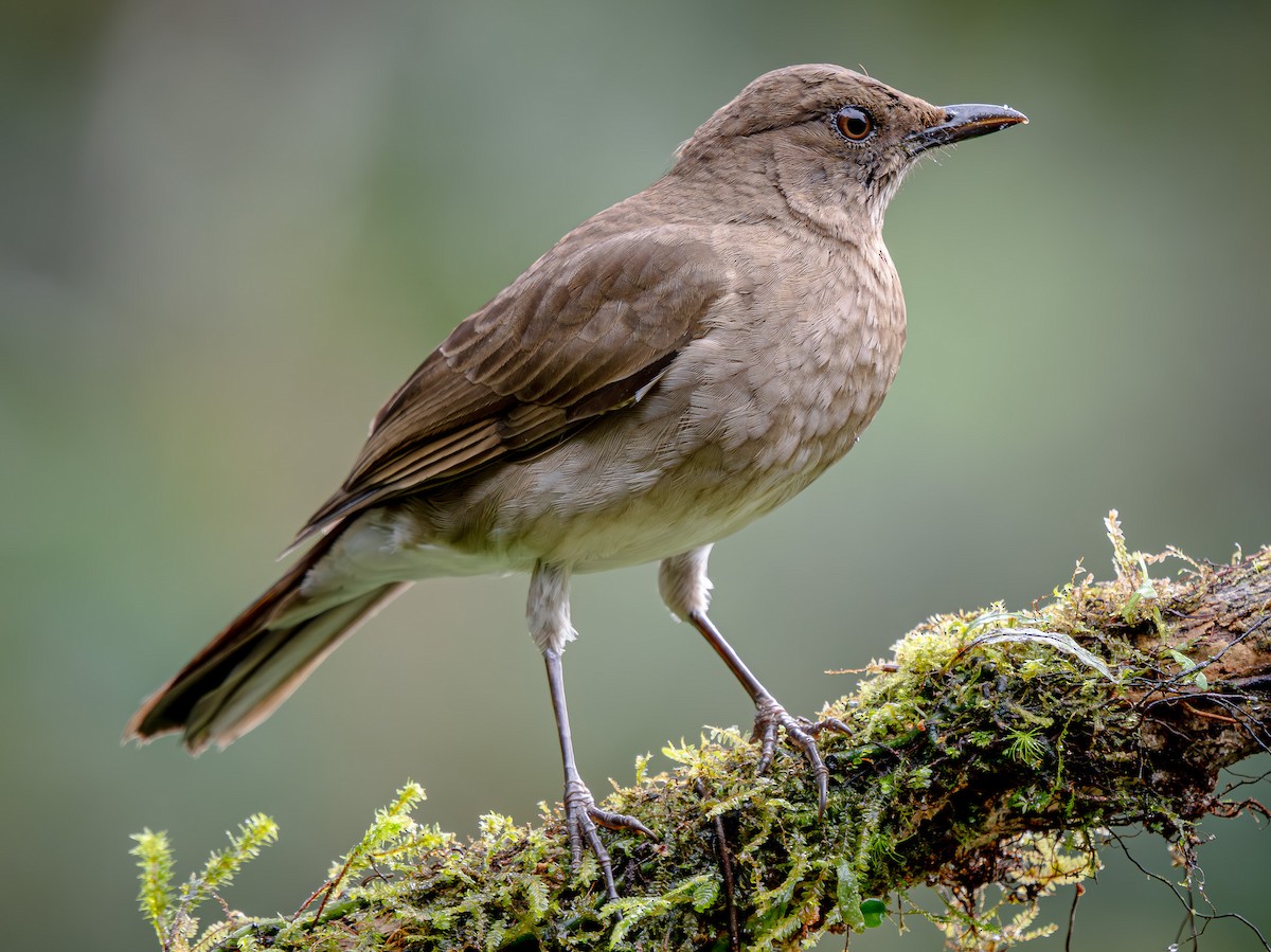 Black-billed Thrush - ML646143744