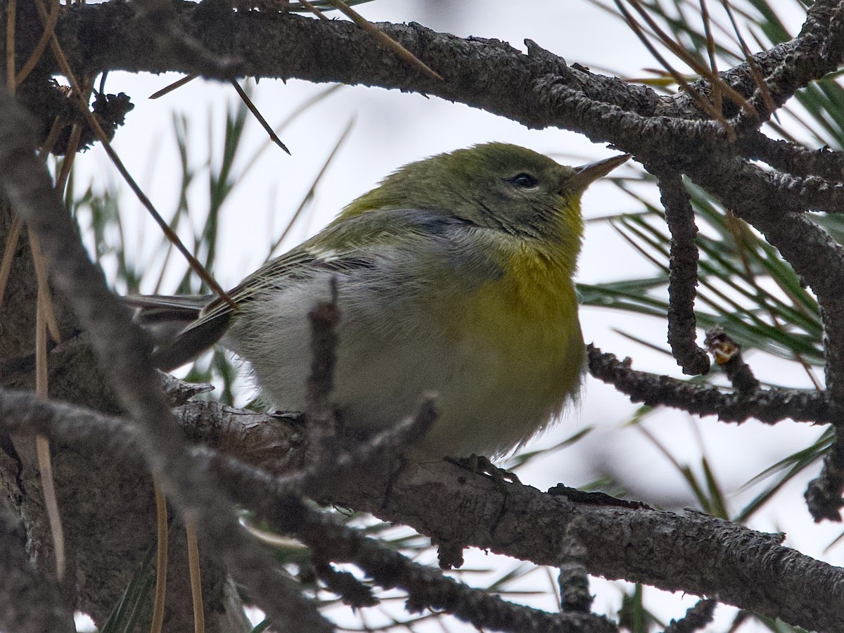 Northern Parula - ML646143745