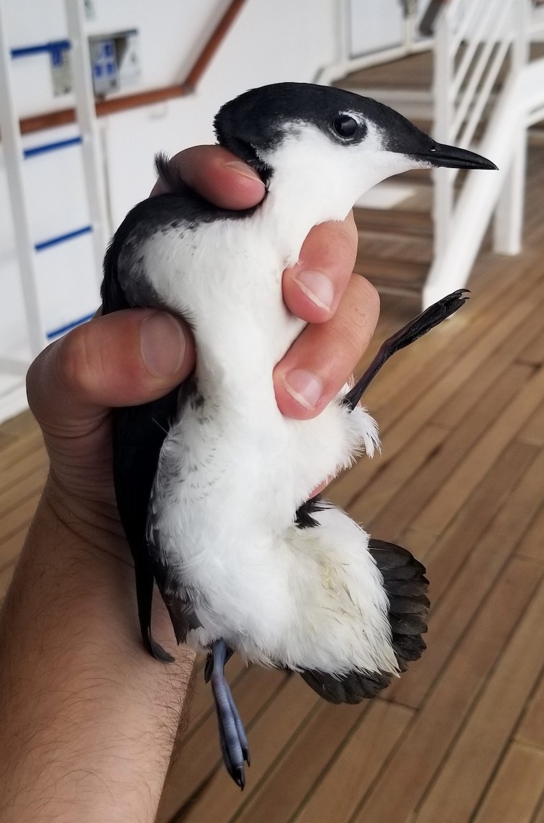 セグロウミスズメ - ML646143746