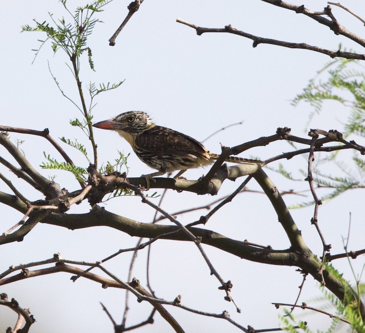 Spot-backed Puffbird - ML646143747