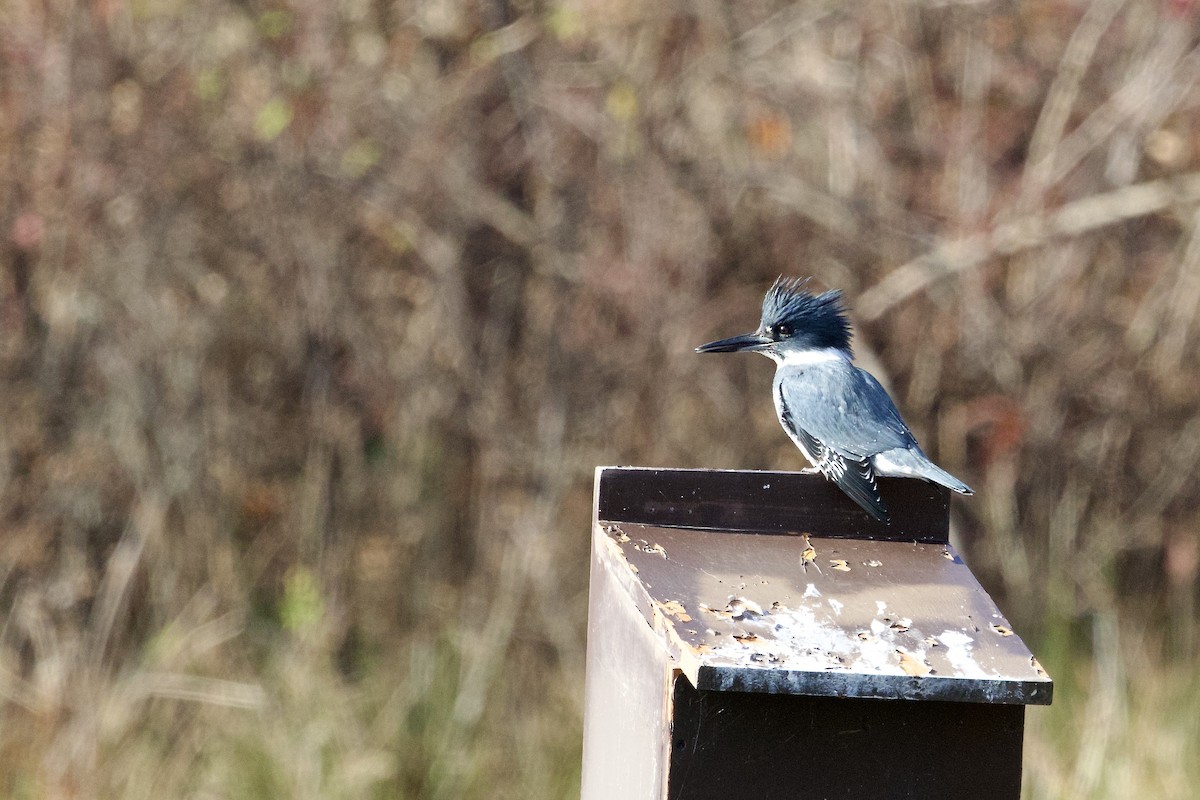 Belted Kingfisher - ML646143748