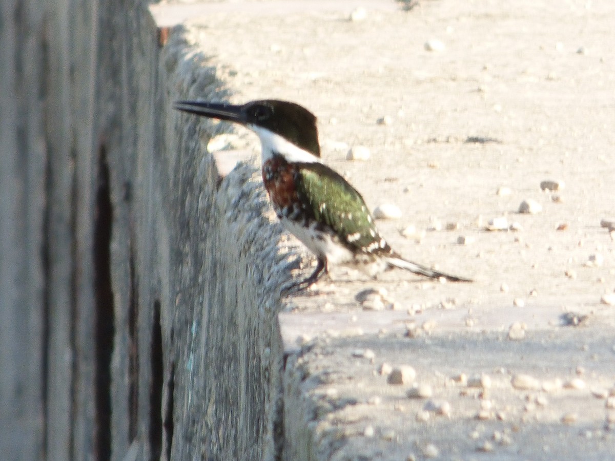 Green Kingfisher - ML646143750