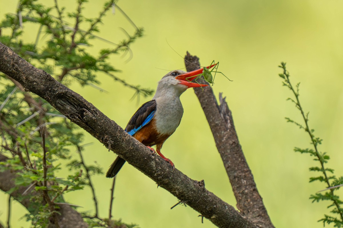 Gray-headed Kingfisher - ML646143755