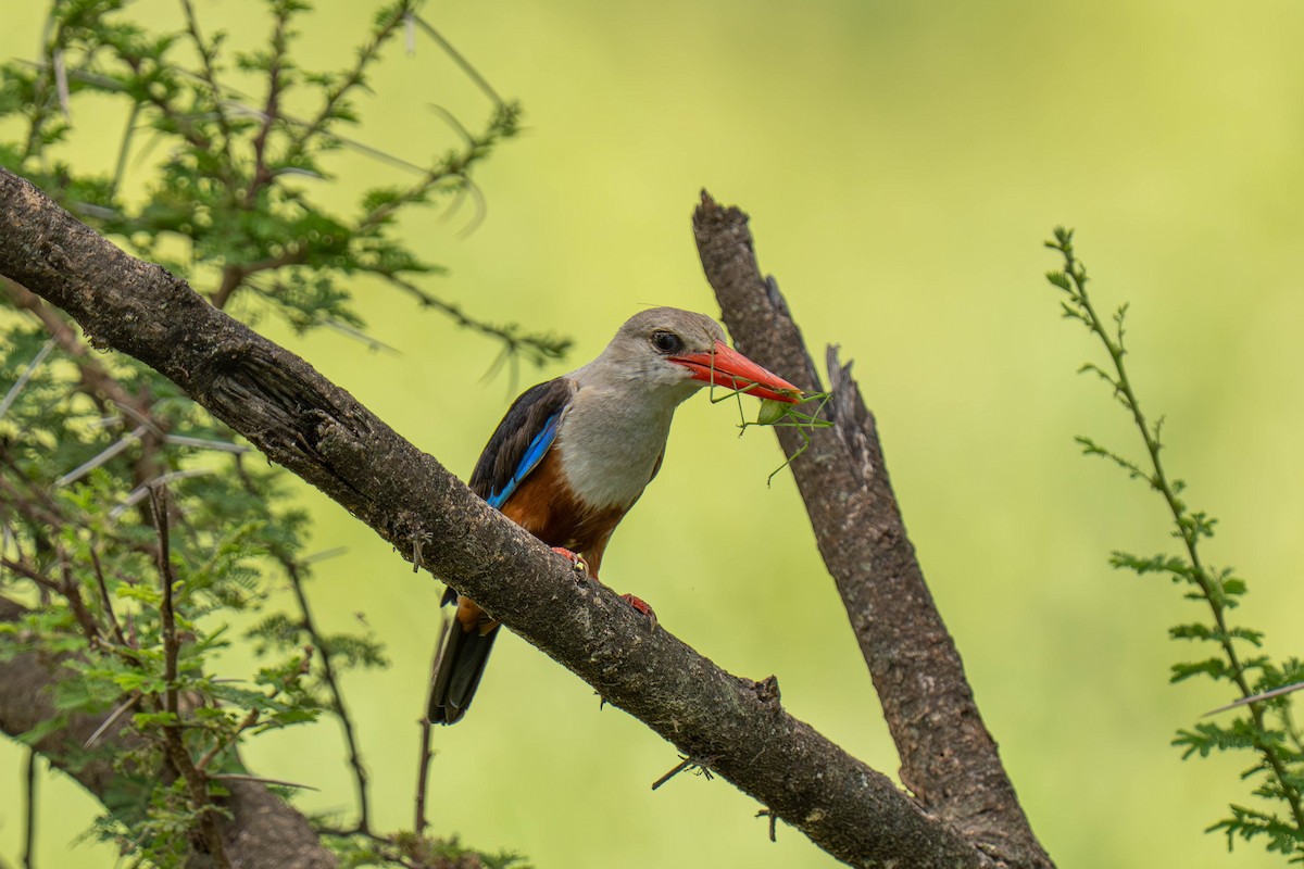 Gray-headed Kingfisher - ML646143756