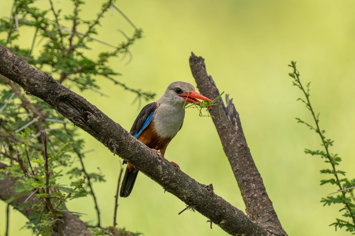 Gray-headed Kingfisher - ML646143757