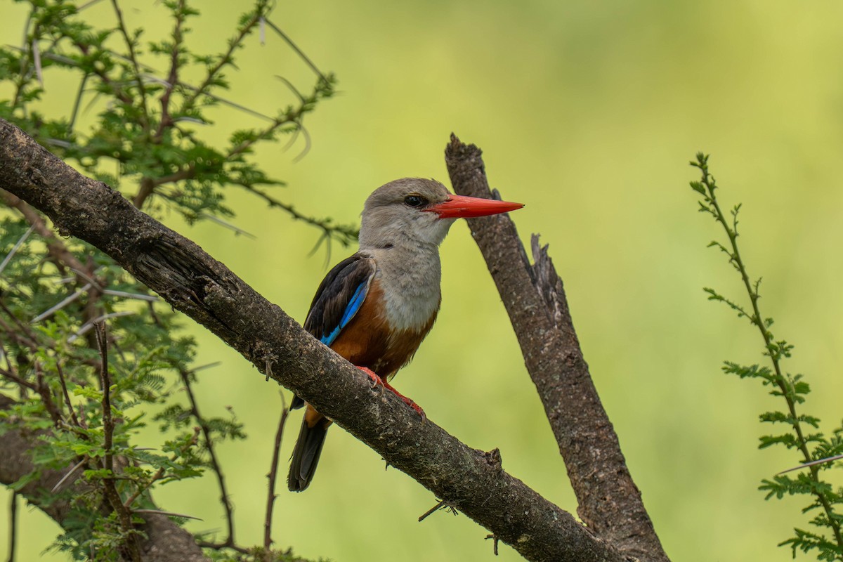 Gray-headed Kingfisher - ML646143758