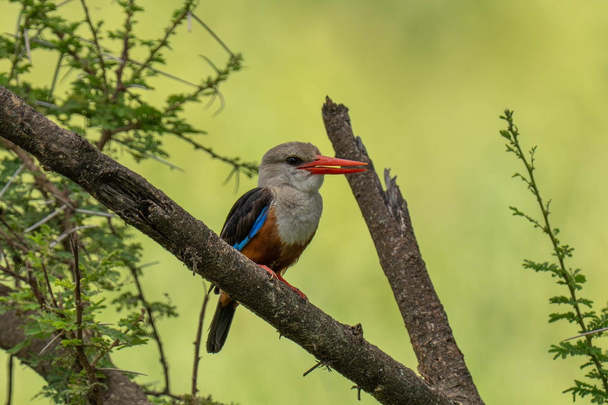Gray-headed Kingfisher - ML646143759