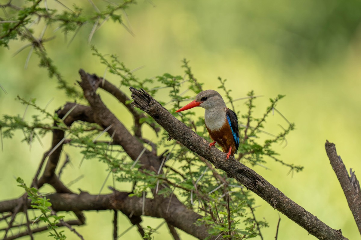 Gray-headed Kingfisher - ML646143760