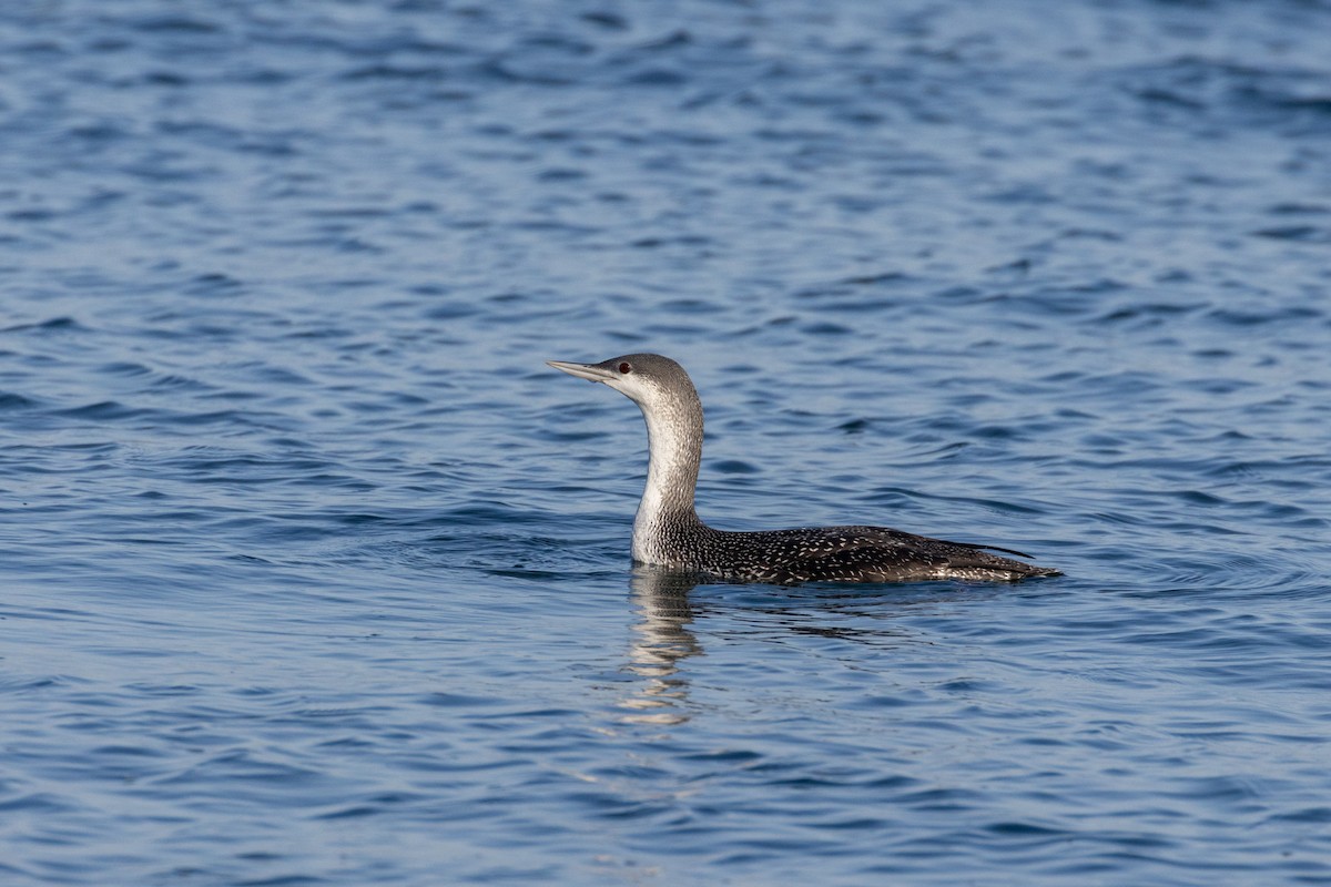 Red-throated Loon - ML646143761