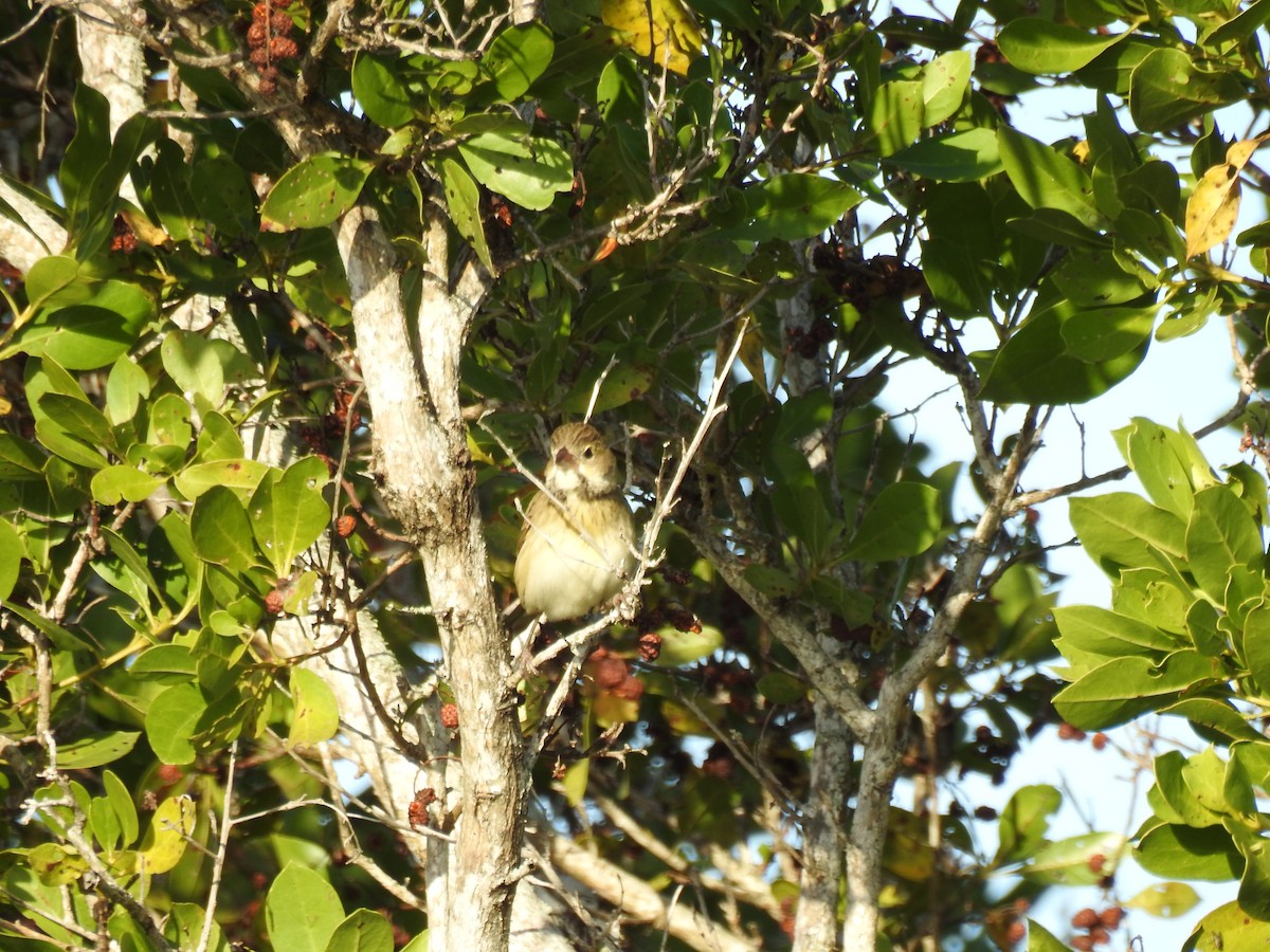 Dickcissel - ML646143762