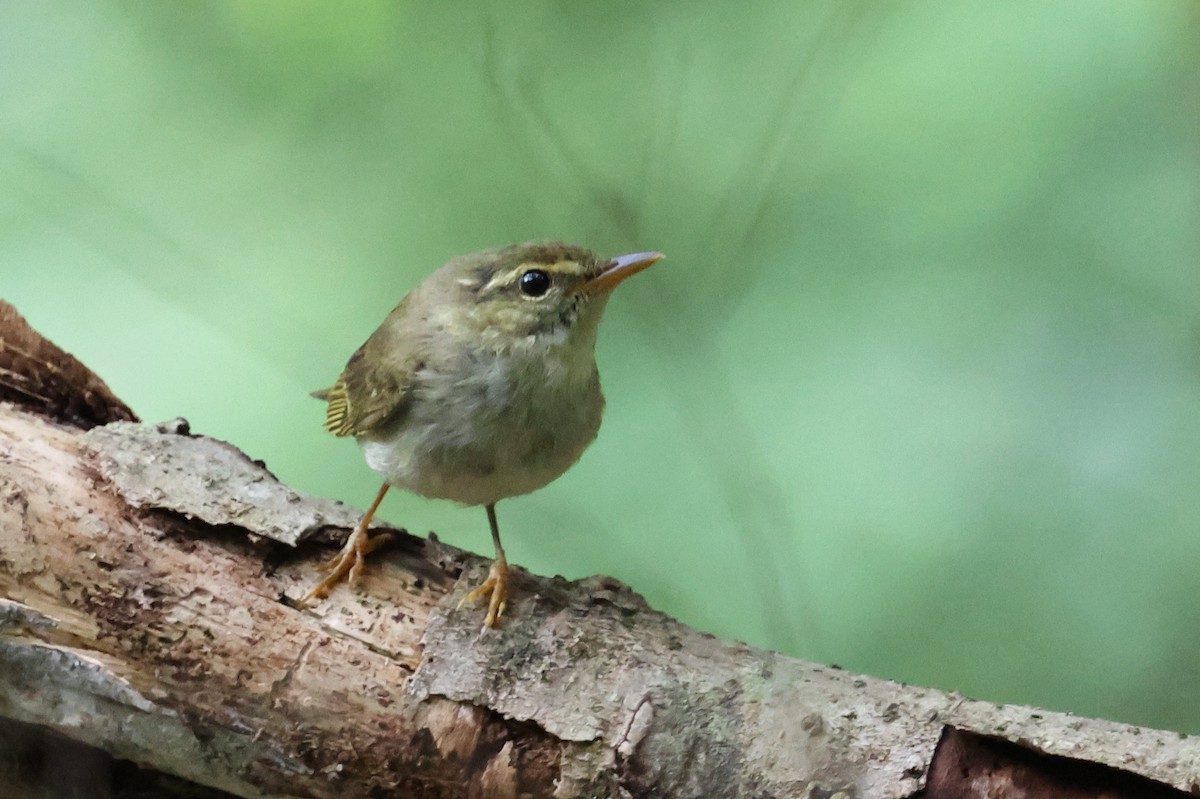 Japanese Leaf Warbler - ML646143763