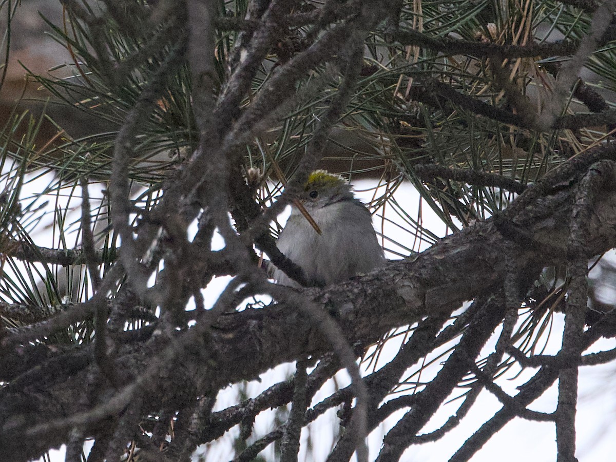 Chestnut-sided Warbler - ML646143767
